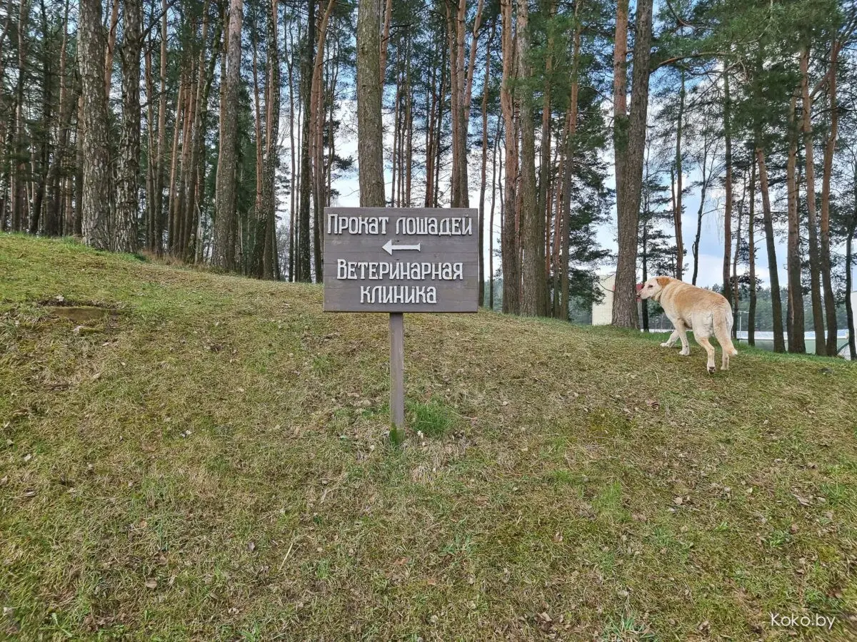 Показываю локации, где душевно погулять на природе за бесплатно и до 70 километров от Минска - фото - 14