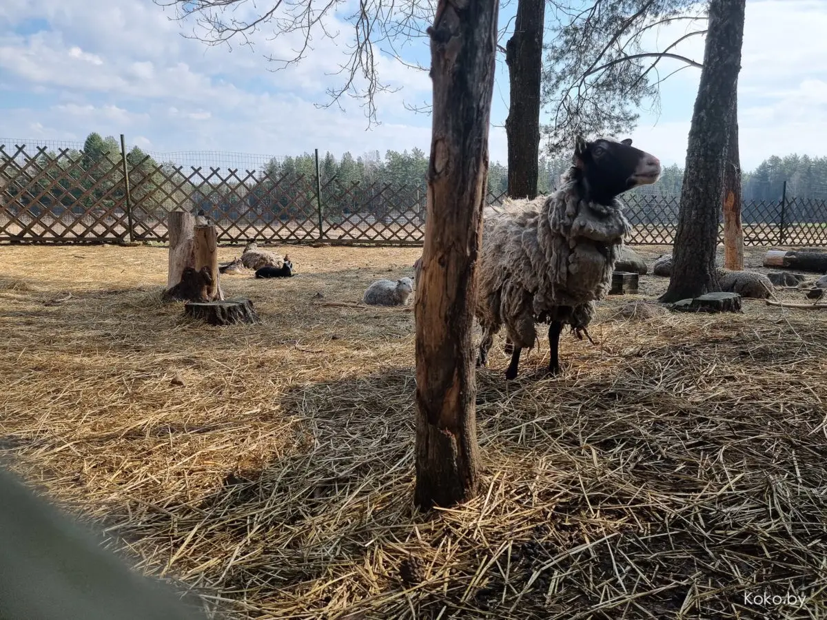 Показываю локации, где душевно погулять на природе за бесплатно и до 70 километров от Минска - фото - 39