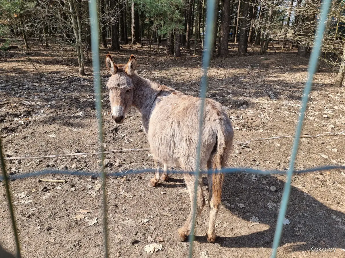Показываю локации, где душевно погулять на природе за бесплатно и до 70 километров от Минска - фото - 42