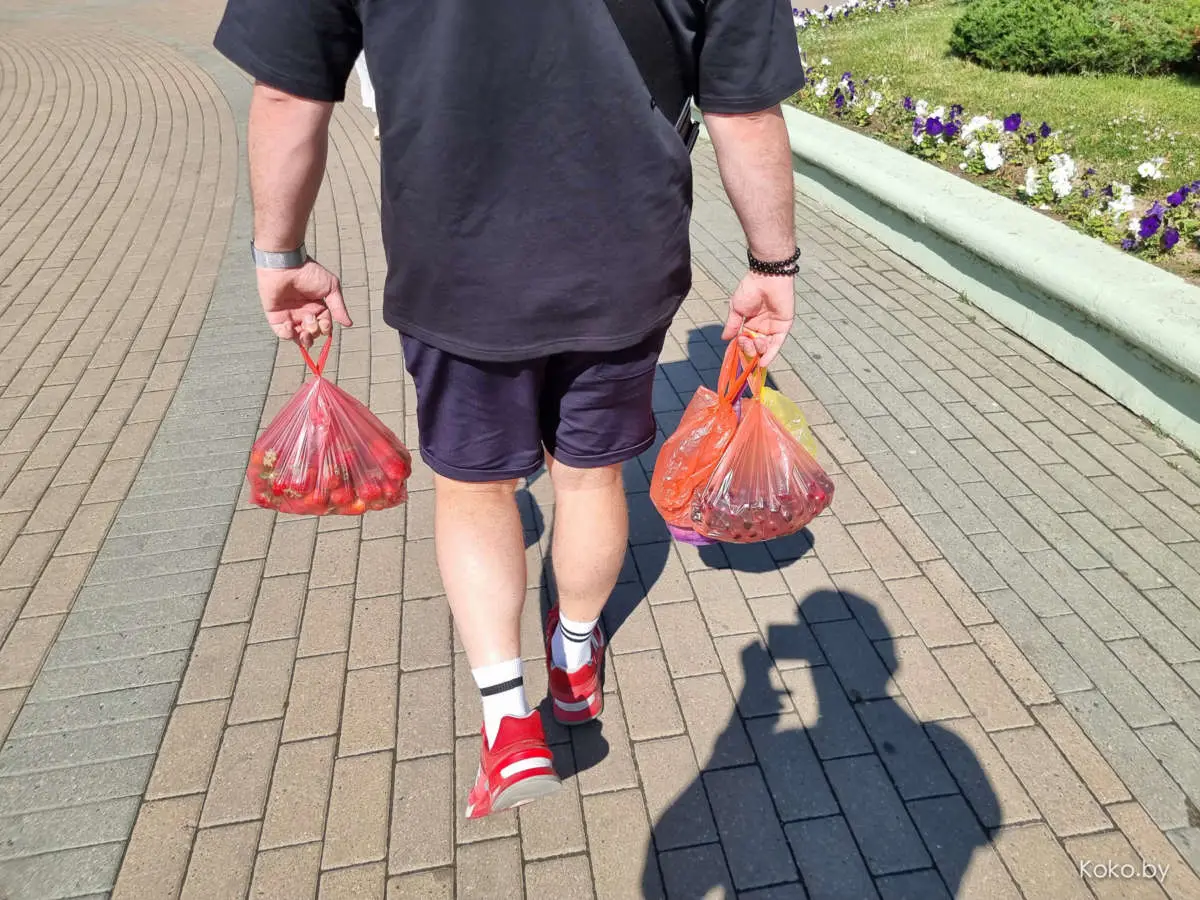 Почем опиум для народа? Самая дорогая и самая дешёвая клубника на Комарах - фото - 23