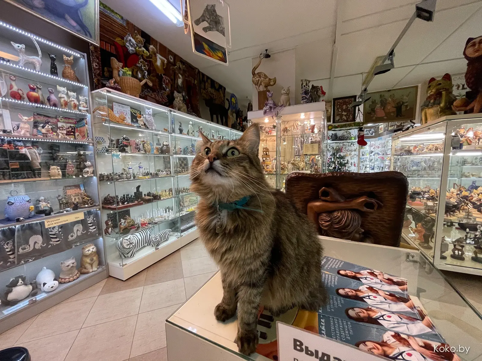 Арт-галерея «Котовасия», где кроме мяукающих котиков более 7000 экземпляров котов со всего мира - фото - 44