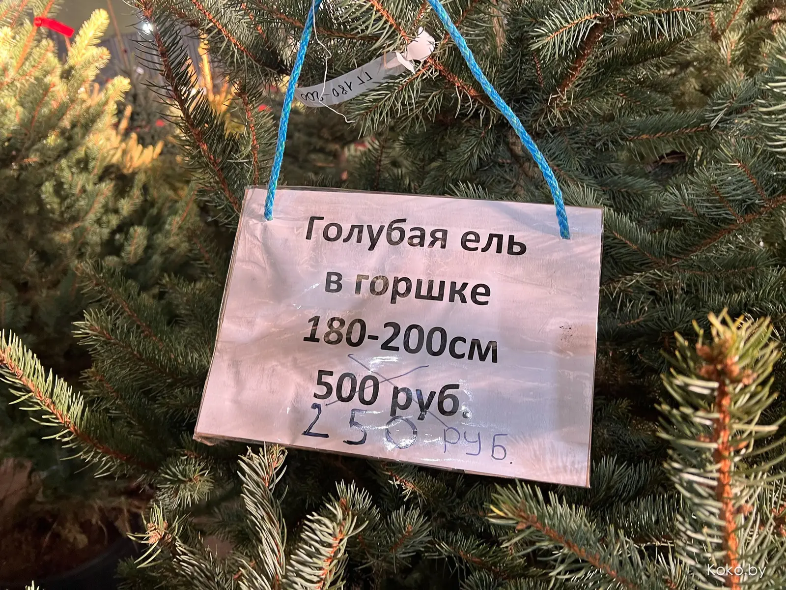 Почём языческий атрибут на Новый год с самого крупного ёлочного базара? - фото - 10