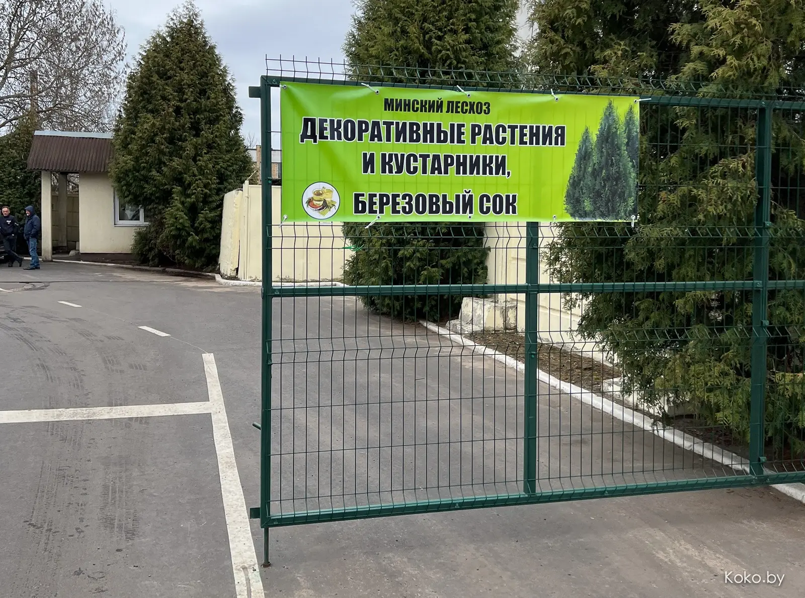 Где в Минске купить берёзовый сок. Даю наводку с явками - фото - 4