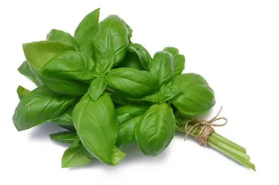 Продукты: Базилик