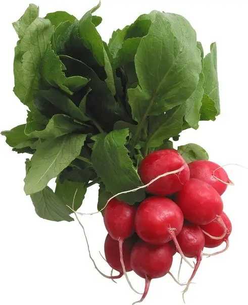 Продукты: Редис