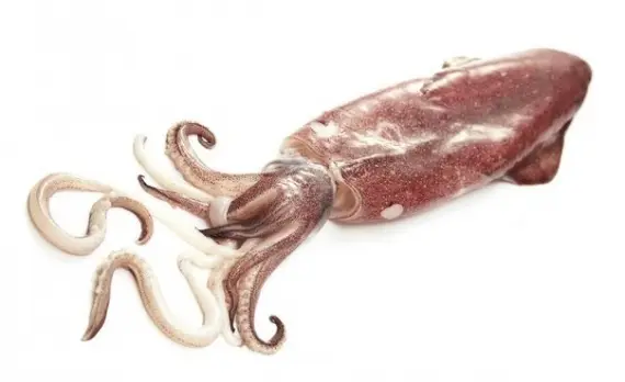 Продукты: Кальмар