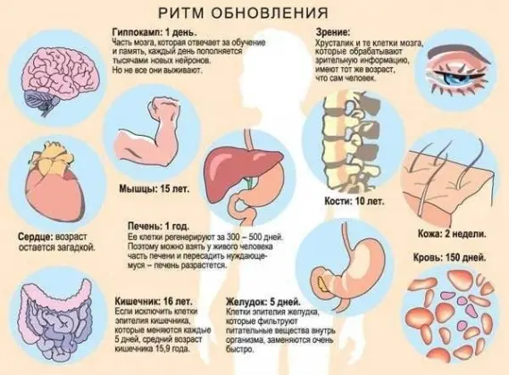 Здоровье: Как долго служат наши клетки?