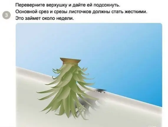 Советы: Как вырастить ананас в домашних условиях