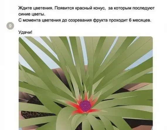 Советы: Как вырастить ананас в домашних условиях