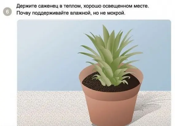 Советы: Как вырастить ананас в домашних условиях