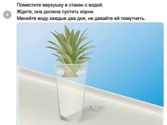 Советы: Как вырастить ананас в домашних условиях