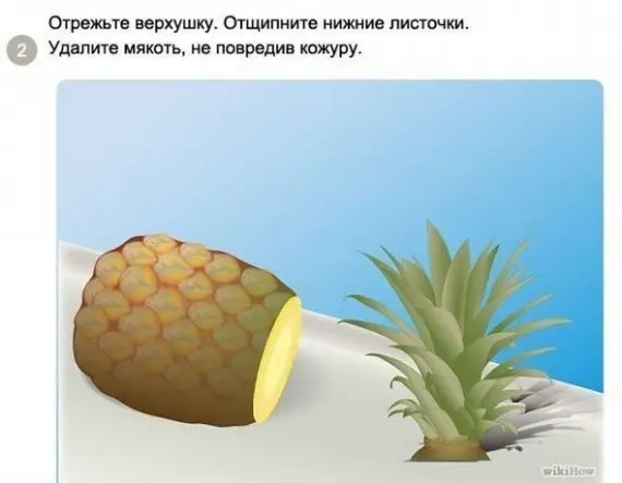 Советы: Как вырастить ананас в домашних условиях