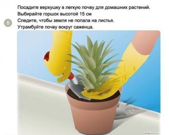 Советы: Как вырастить ананас в домашних условиях