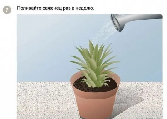 Советы: Как вырастить ананас в домашних условиях