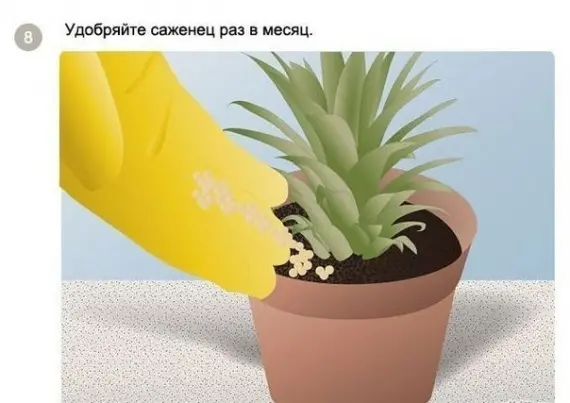 Советы: Как вырастить ананас в домашних условиях
