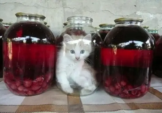 Смешная еда: Я компотэ :)