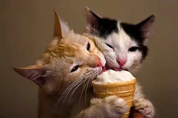 Смешная еда: Кошачья милота