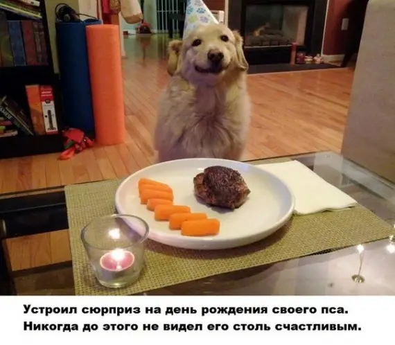 Смешная еда: День рождения у моего пса