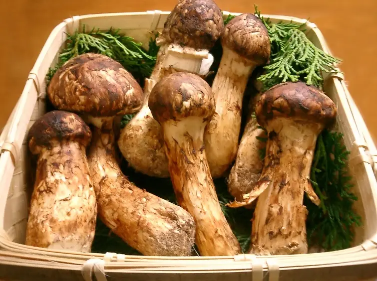 Факты о еде: 10 самых непонятных и дорогих продуктов в Японии