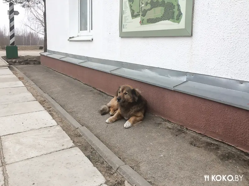 Заведения: Особенности белорусской кухни: загородный ресторан «Беларуская карчма»