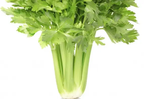 Продукты: Все о сельдереи