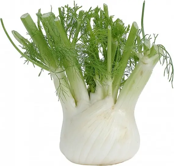 Продукты: Фенхель