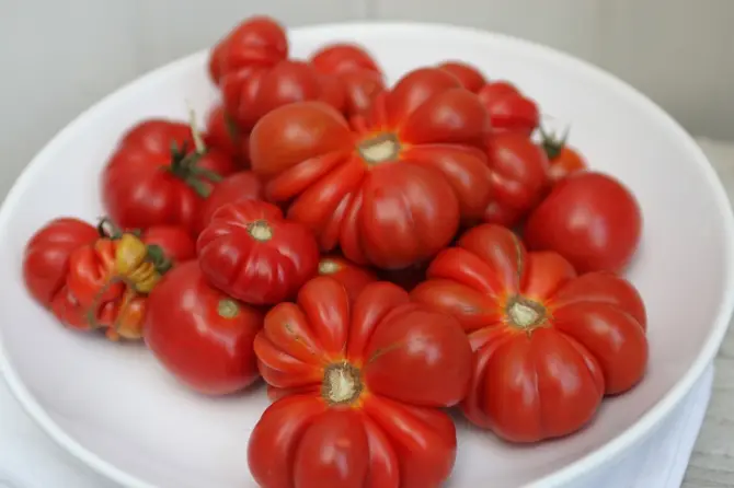 Советы: Даже не из спелых помидоров можно приготовить вкусное блюдо