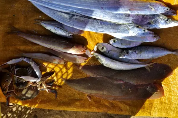 Здоровье: Морепродукты что мы о них знаем? Плюсы и минусы