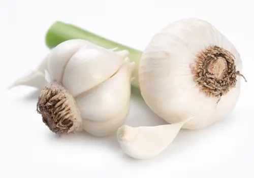 Советы: 16 продуктов, которые можно вырастить дома