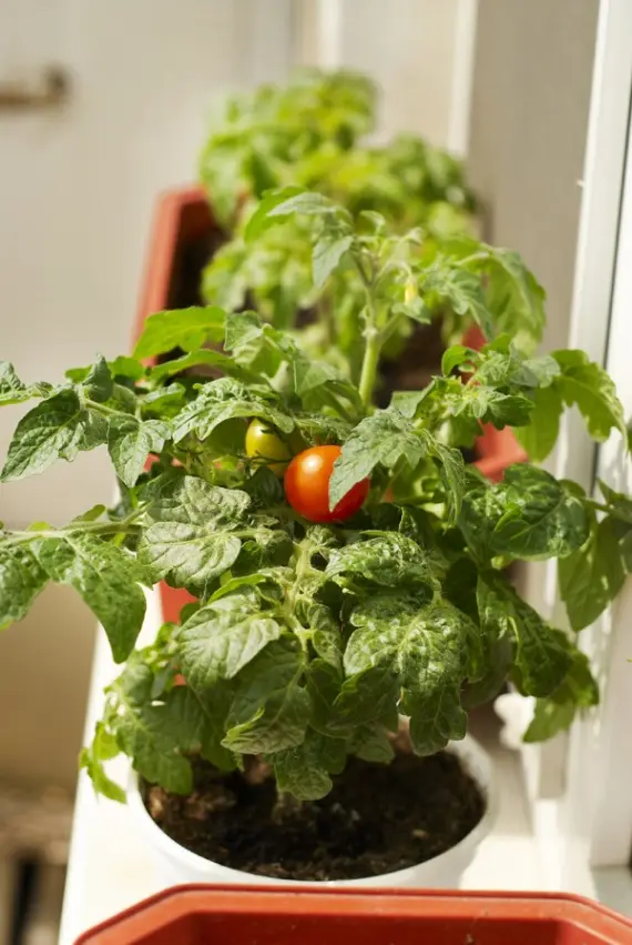 Советы: 16 продуктов, которые можно вырастить дома