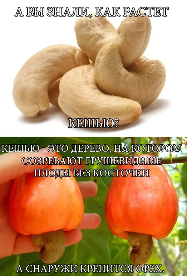 А Вы знали как растет кешью?