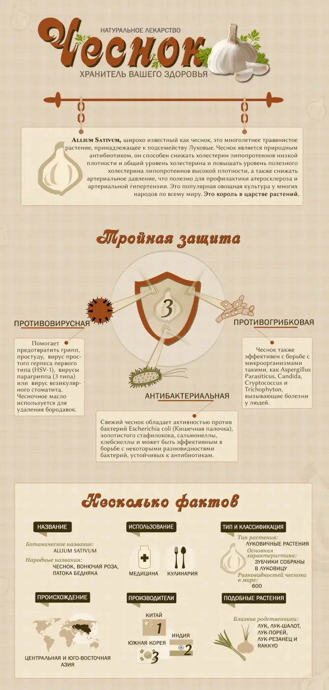Вкусное о еде: Какими удивительными свойствами обладает чеснок