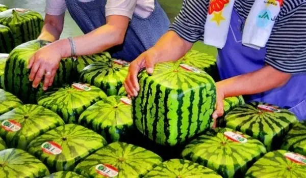 Продукты: Квадратные арбузы из Японии