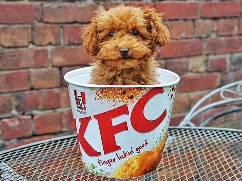 Минск: Откроется ли в срок? Что творится внутри нового куриного ресторана «KFC»