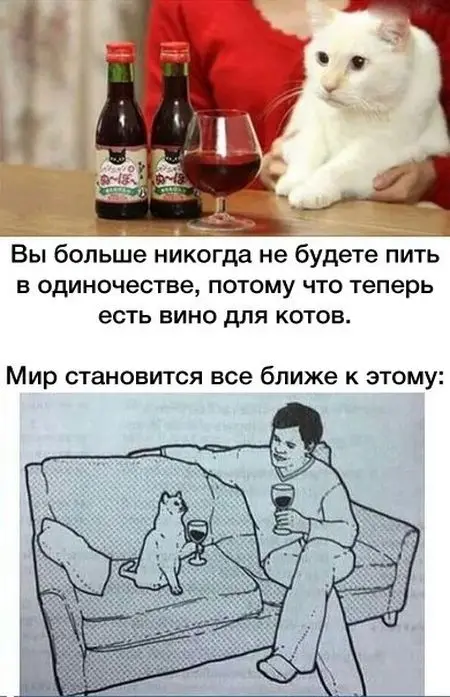 Пища для ума: Вы никогда не будете  пить в одиночестве, потому что теперь есть вино для котов